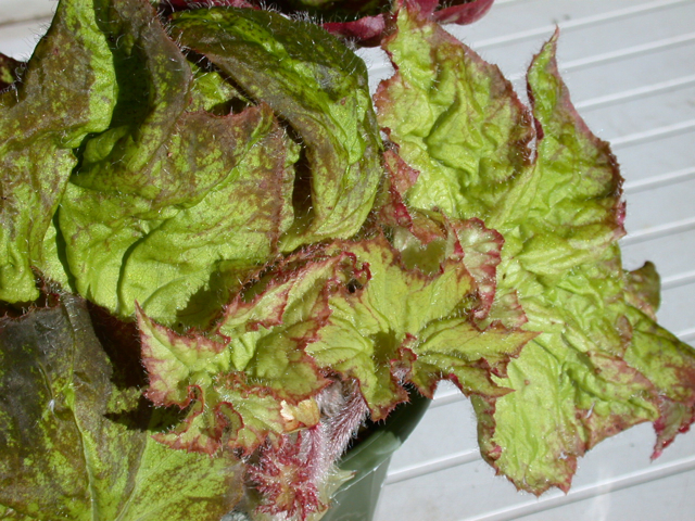 B. ‘Judy Gibson’